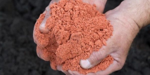 Kako hraniti ribizle nakon branja bobica i tokom zrenja